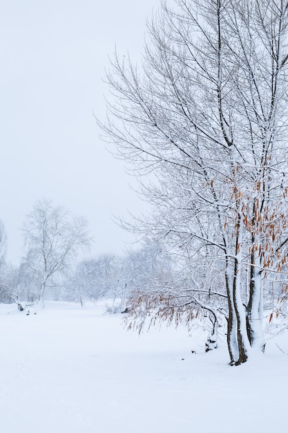 Paesaggio invernale - alberi innevati foresta invernale