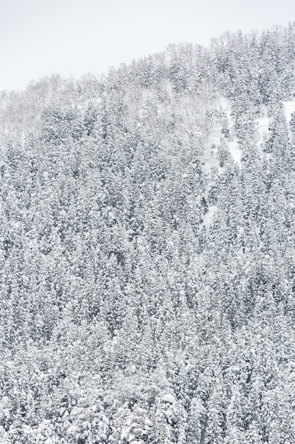 Foresta del paesaggio invernale