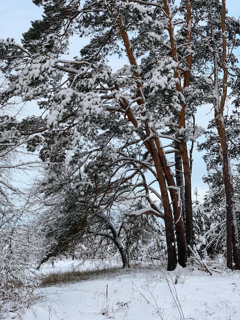 winter landscape in the forest