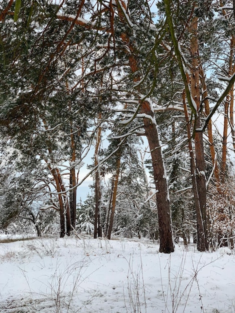 Photo winter landscape in the forest