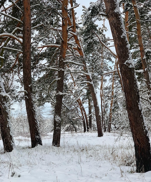 winter landscape in the forest