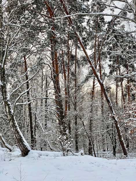 Зимний пейзаж в лесу