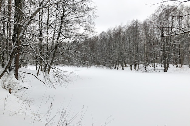 冬の風景-厚い雪の吹きだまりで覆われた花の咲く森の湖