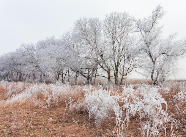 Winter landscape frost oaks in frosty morning