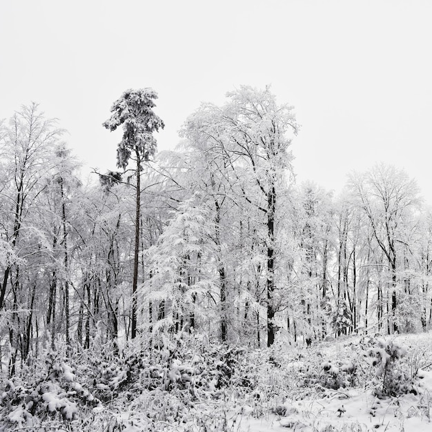 冬の風景森の中の凍るような木雪に覆われた自然美しい季節の自然の背景