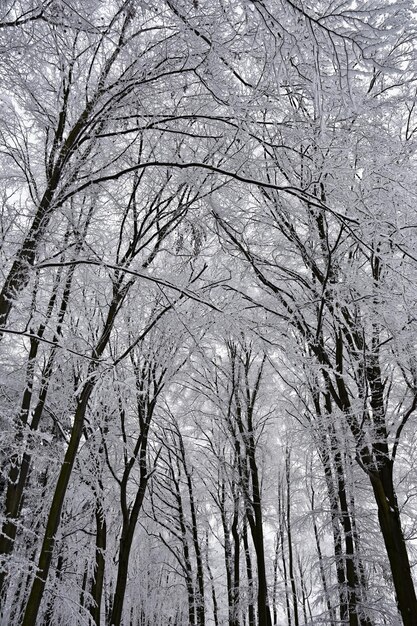 Foto paesaggio invernale alberi gelidi nella foresta natura ricoperta di neve bellissimo sfondo naturale stagionale