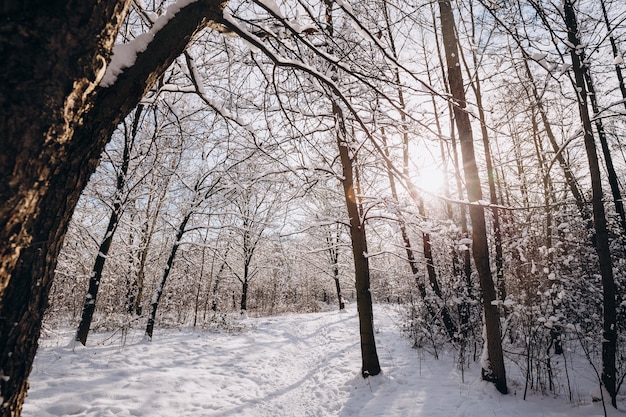 冬の風景、日当たりの良い光の中で雪に覆われた森の凍るような木、凍るような日に冬の森の枝に輝く霜