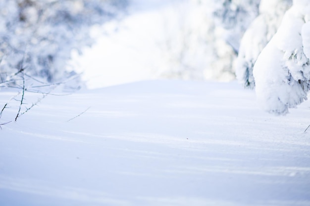 冬の風景-晴れた朝の雪に覆われた森の凍るような木々。