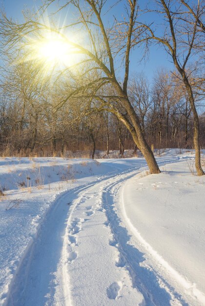 Winter landscape of frosty trees