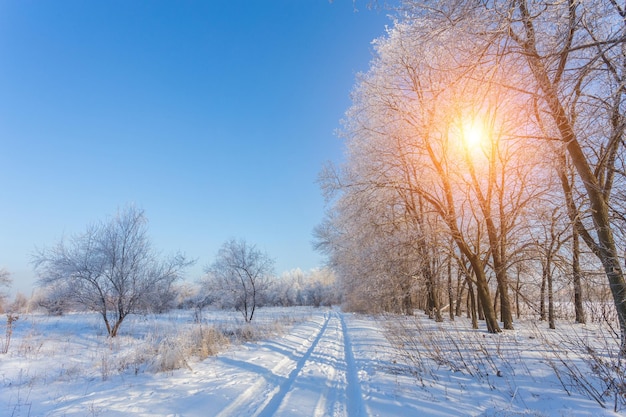 Winter landscape of frosty trees