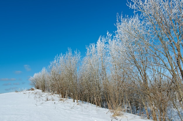 Winter landscape. frozen trees. a bright sunny day