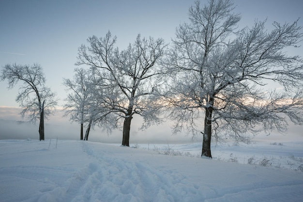 Winter landscape, frozen trees, snowy view, beautiful winter