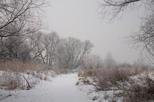 Зимний пейзаж серого утра с белым снегом и деревьями