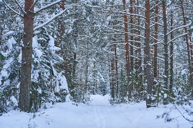 写真 鬱蒼とした雪の森の冬の風景