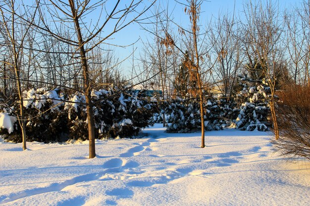 写真 都市公園の冬の風景