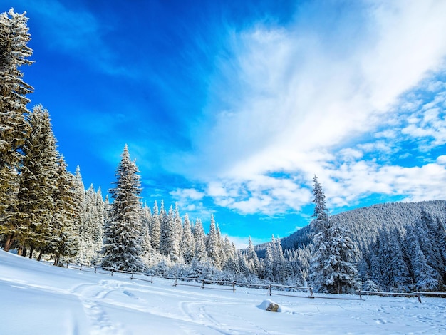 Winter landscape It's snowing outside Snowflakes drifts of snow At close range Snowfall