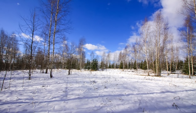 Winter landscape. Little black dog walking in cold sunny day.