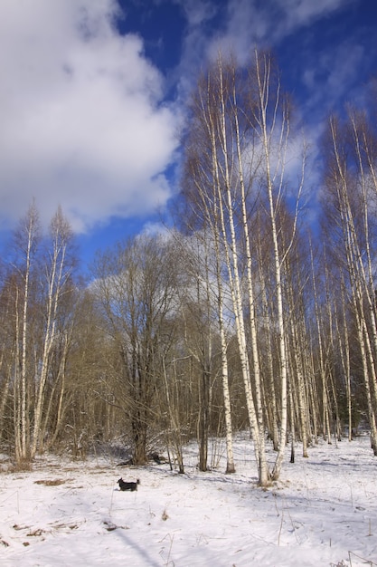 Winter landscape. Little black dog walking in cold sunny day.