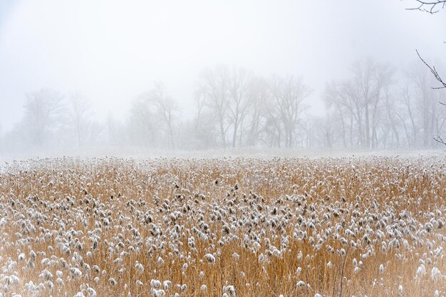 Winter landscape. Morning in the swamp. Fog and reeds.