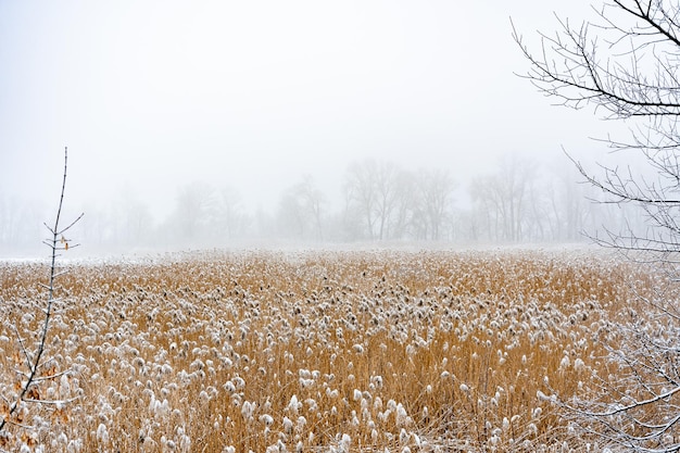 Photo winter landscape. morning in the swamp. fog and reeds.