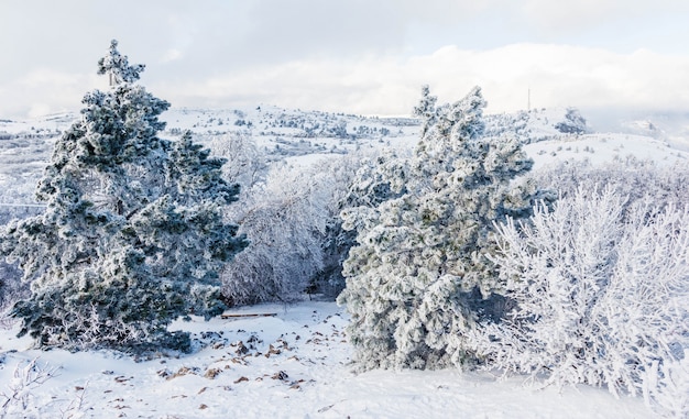 Winter landscape on a mountain top with snow-covered trees