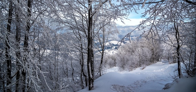 Photo winter landscape in mountains. carpathian, pylypets