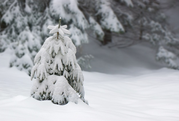 Winter landscape in the mountains