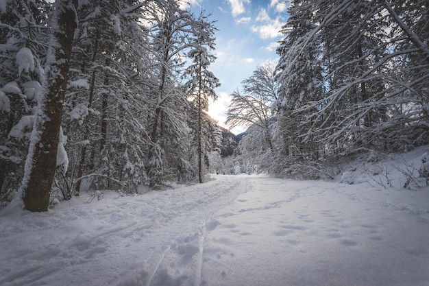 自然の中の冬の風景 歩道の雪に覆われた木々と青空