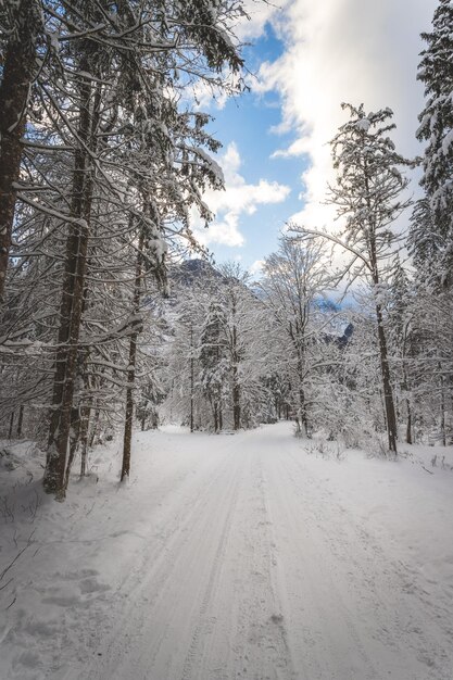 자연의 겨울 풍경 보도 눈 덮인 나무와 푸른 하늘