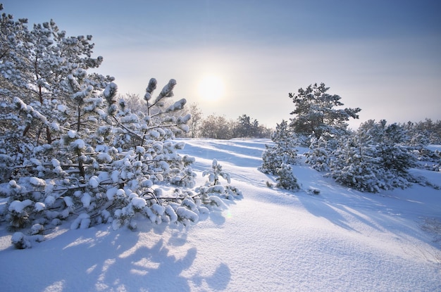 Natura del paesaggio invernale