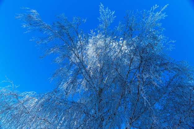 枝に雪が見える冬の風景素敵な冬の晴天