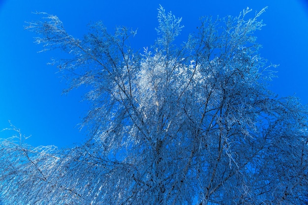 Winter landscape nice winter sunny weather with snow visible on the branches