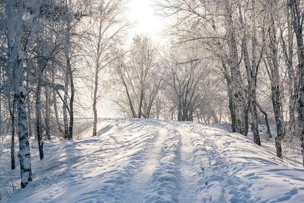 写真 凍るような木の冬の風景、都市公園の白い雪。