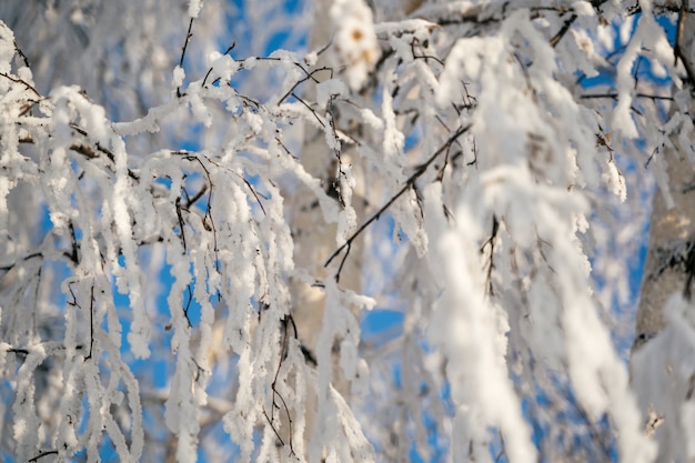 写真 凍るような木の冬の風景、都市公園の白い雪。