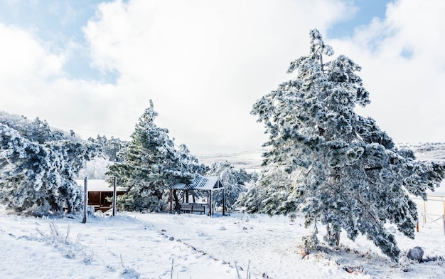 雪に覆われた木と山の頂上の冬の風景