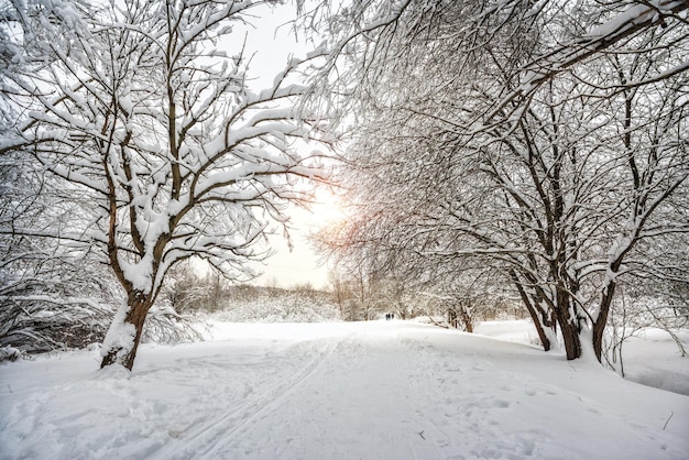 Winter landscape in the park and a tree in the snow by the path on a sunny evening