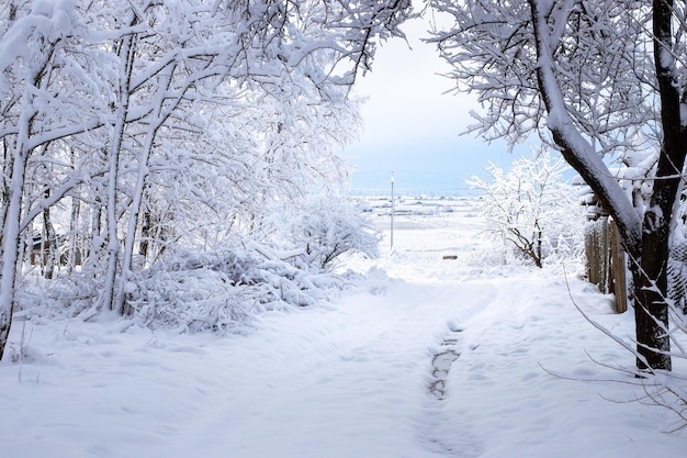 Winter landscape path between snow covered trees on a clear day