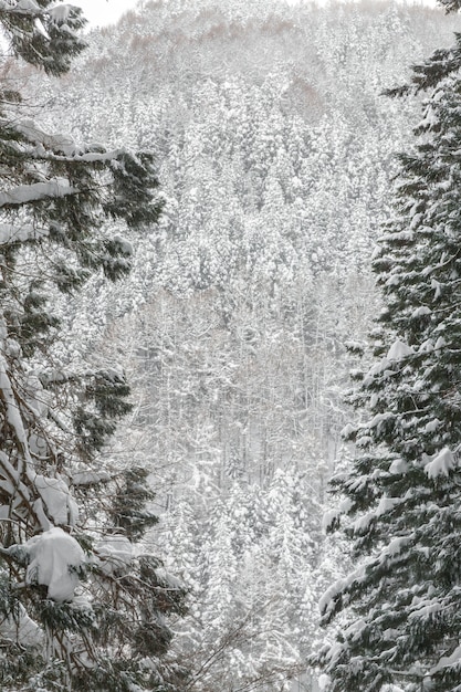 Winter Landscape of Pine Forest