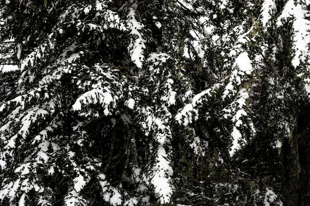 Winter landscape at the Pyrenees after a heavy snow stowm.