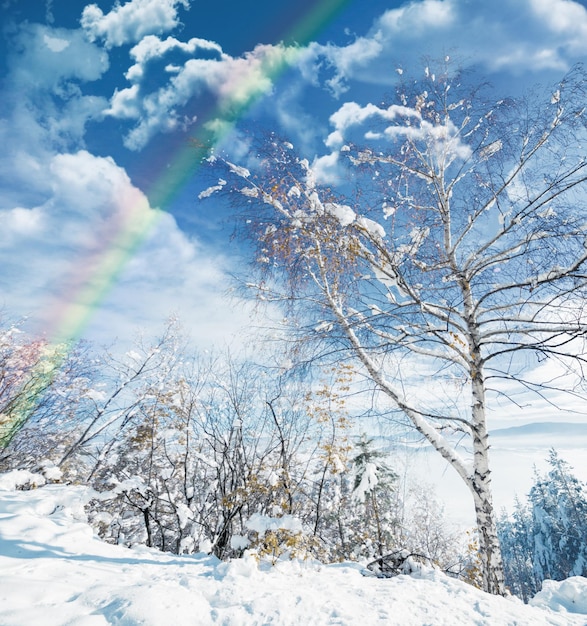 Photo winter landscape and rainbow in forest with snow on trees in countryside environment or woods sunshine clouds or peace in nature with colors in sky like heaven magic on earth with ice on plants