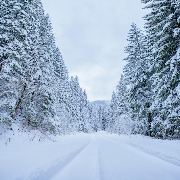 Winter landscape road