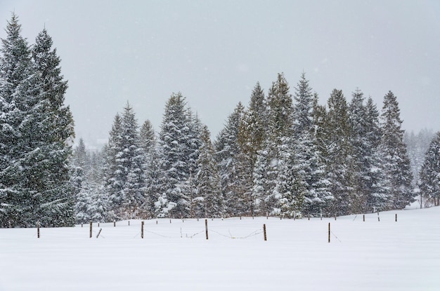 冬の風景 積雪の下の松の木 高原の降雪 厳しい冬 冬の自然の写真