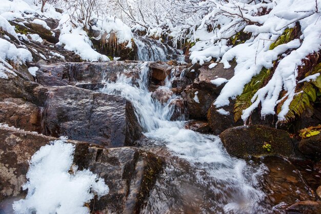 Winter landscape a small fast stream flows in the forest among the trees Carpathians Ukraine