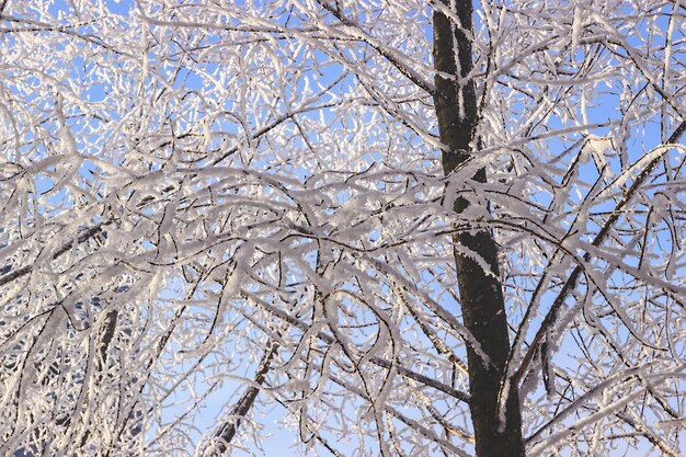 冬の風景、雪に覆われた森