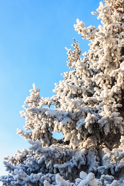 冬の風景、雪に覆われた森