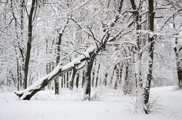 Foto paesaggio invernale in un parco innevato dopo una forte nevicata. uno spesso strato di neve si trova sui rami degli alberi