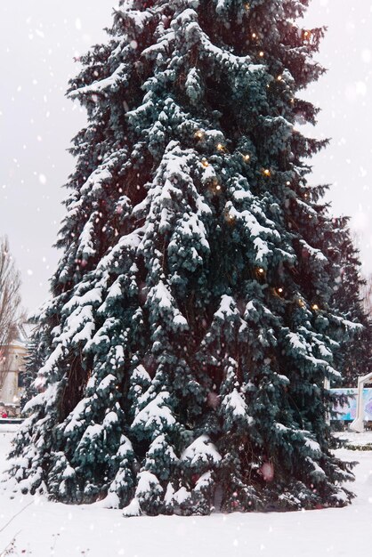 winter landscape, snow-covered tree in the park