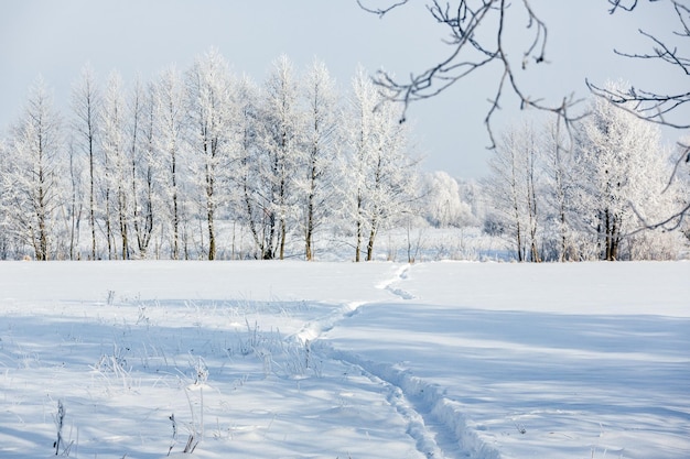 Winter landscape Snow covered trees and bushes The path in the snow frost on the trees Christmas greetings New Year