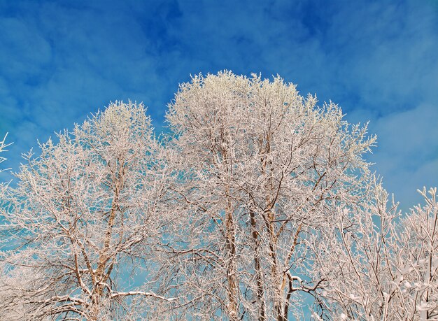 Winter landscape.Snow-covered trees