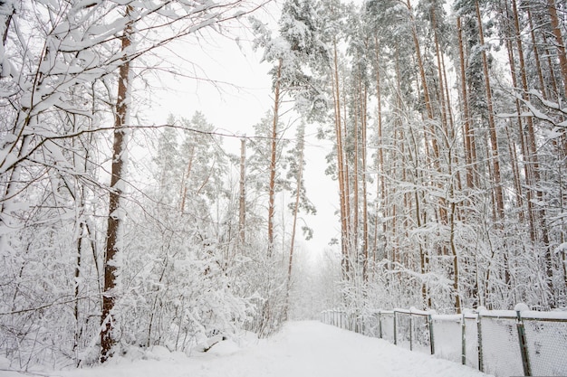 Winter landscape, snow in the forest. Home in the forest. The path in the snow. . High quality photo